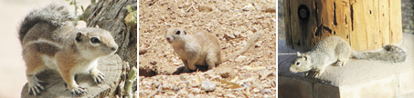 desert squirrels